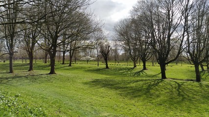 Obraz premium park and trees on a sunny day