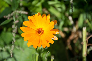 yellow calendula flowers on green background
