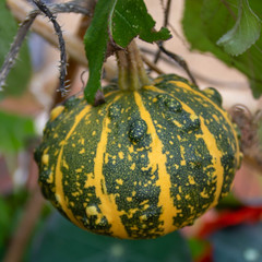 green and yellow striped pumpkin growing and ripening for Halloween