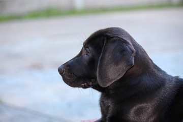 Black African ridgeback and Labrador retriever cross puppy