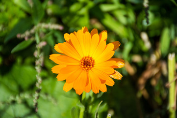 yellow calendula flowers on green background