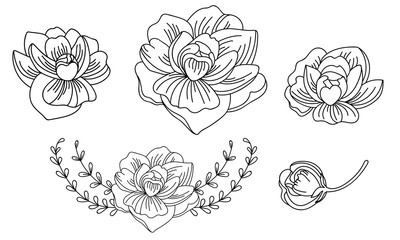 Line art vector set of peonies flowers
