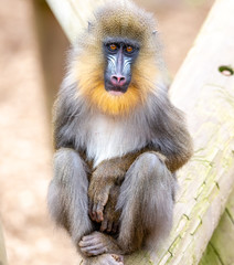 Mandrill Young 