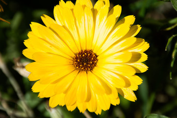 yellow calendula flowers on green background