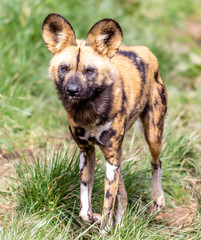 wild dog in the grass