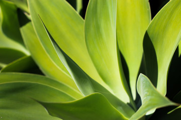 large green leafs background