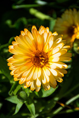yellow calendula flowers on green background