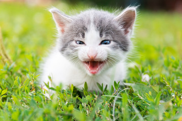 Naklejka na ściany i meble kitten on the grass