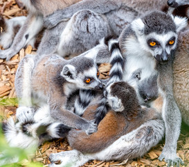 ring tailed lemur