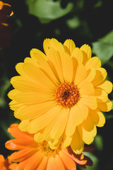 yellow calendula flowers on green background