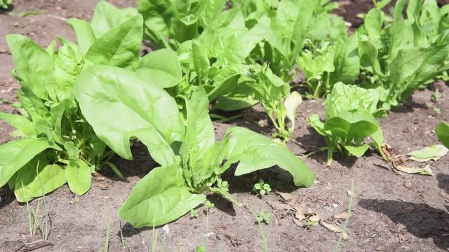 Spinach growing in garden. Fresh natural leaves of spinach growing Bio spanach.