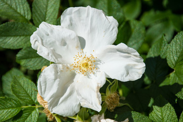 Fototapeta premium rose-hip flowers on green background