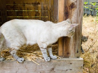 goat on farm