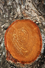 cross section of tree trunk closeup