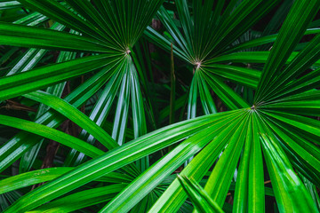 Obraz na płótnie Canvas Palm leaf background in the forest