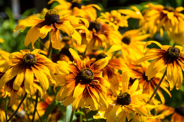 yellow rudbekia hirta flower in sunny day 
