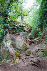 Rock with moss next to tree with roots peaking out of the ground in the forest