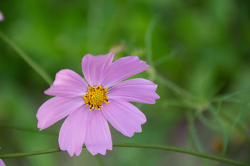 Fototapeta premium white and purple cosmic flower on green background