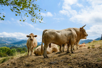 Cows in the foreground with the Triano mountains in the background © roberto