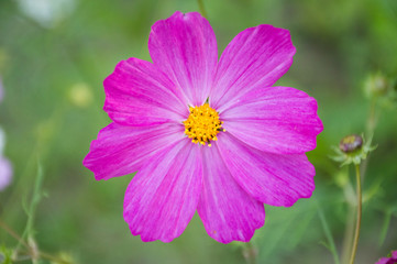 white and purple cosmic flower on green background