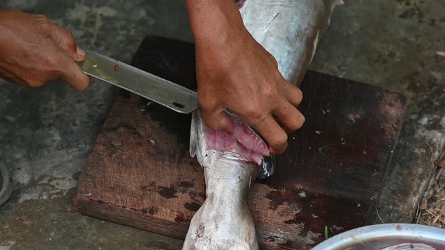 Fishermen are cutting fish for cooking.