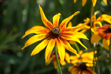 yellow rudbekia hirta flower in sunny day 