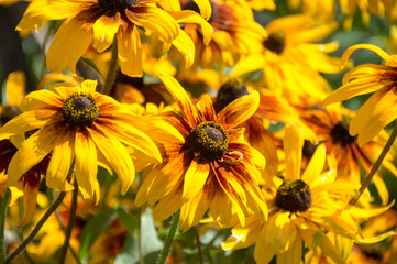 yellow rudbekia hirta flower in sunny day 