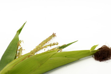 Junger Mais Zea mays Pflanze auf weißem Hintergrund