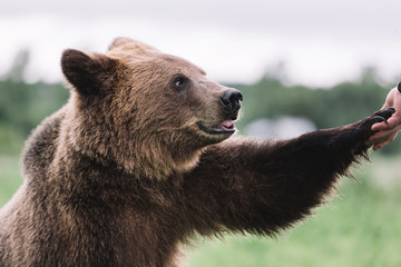 Portrait of a brown bear. The bear obediently gives a paw to a person, they are friends.