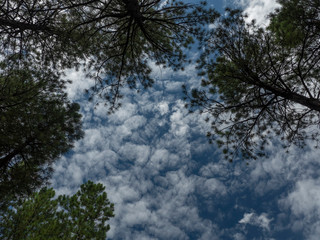Obraz na płótnie Canvas Upward view of tall pine trees and puffy clouds in the forest