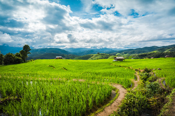 Paddy Rice Field Plantation Landscape with Mountain View Background