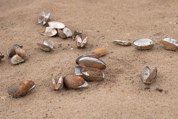 Fototapeta na wymiar Seashells of river mussels on the beach sand.