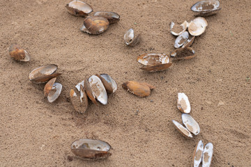 Seashells of river mussels on the beach sand.