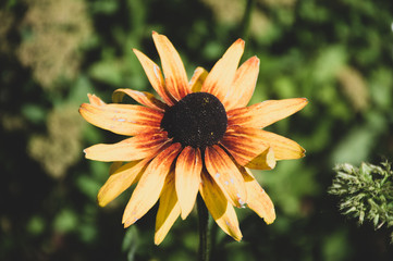 yellow rudbekia hirta flower in sunny day 