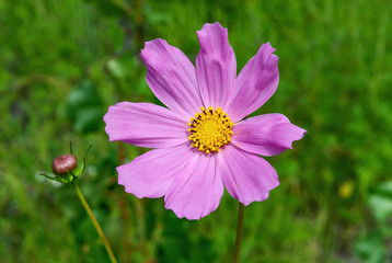 Fototapeta premium Kosmeya flower on a blurred green background