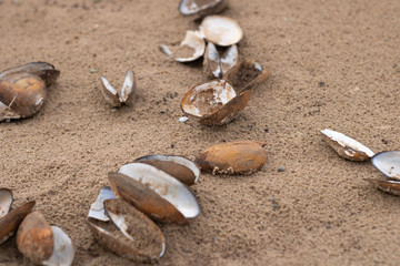 Seashells of river mussels on the beach sand.