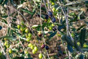 Italy Grosseto maremma Scansano, cultivation of Morellino di Scansano vine, olive tree with olives in the foreground