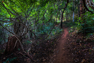 Forests of Dholkal, district Dantewada, Chhattisgarh, India