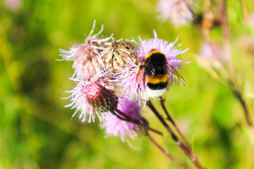 bee on a flower