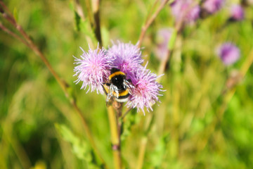 Bumblebee on a flower