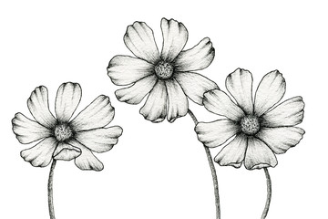 monochrome cosmos flowers drawing isolated on white, floral ink line art illustration with vintage cosmos flower, realistic flower drawing