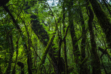 Tropical rain forest