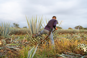 El campesino jimador está quitándo las hojas del agave. 