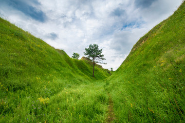Hills slopes overgrown with green grass with wildflowers and single pine under the cloudy sky