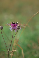 an adult bumblebee feeds on the nectar of a field plant
