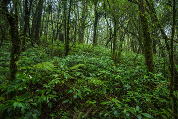 Tropical rain forest