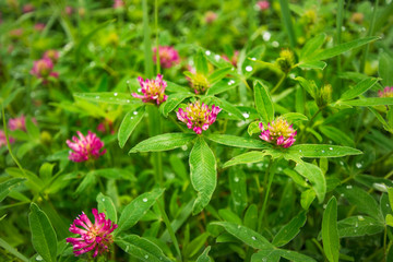 Blooming pink clover wildflowers with dew drops on green leafs background