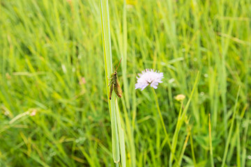 Single grasshopper sits on a grass stem in the field