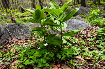 The beautiful wild flower on the mountain hiking.