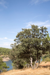Tree at Lozoya River in Buitrago; Madrid